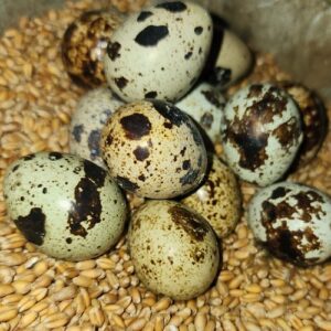 Quail Eggs