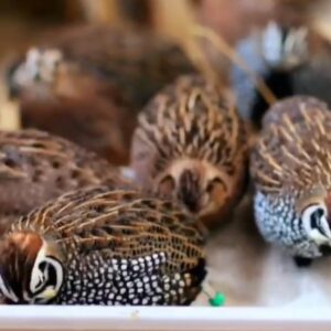 Quail Chicks