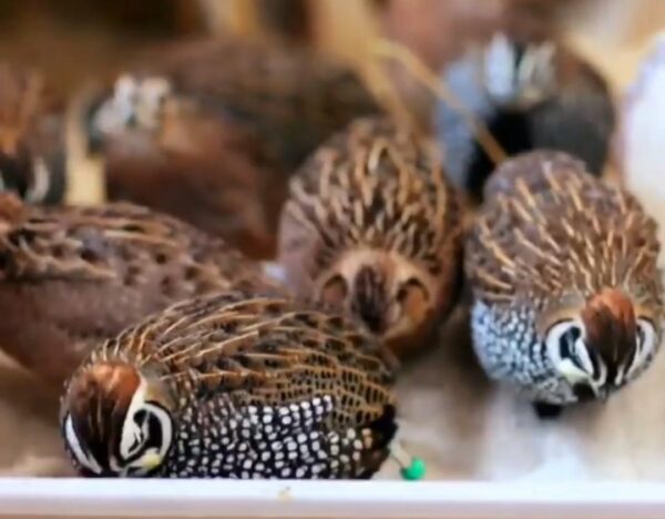 Quail Chicks