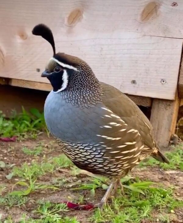 Quail Chicks - Image 8