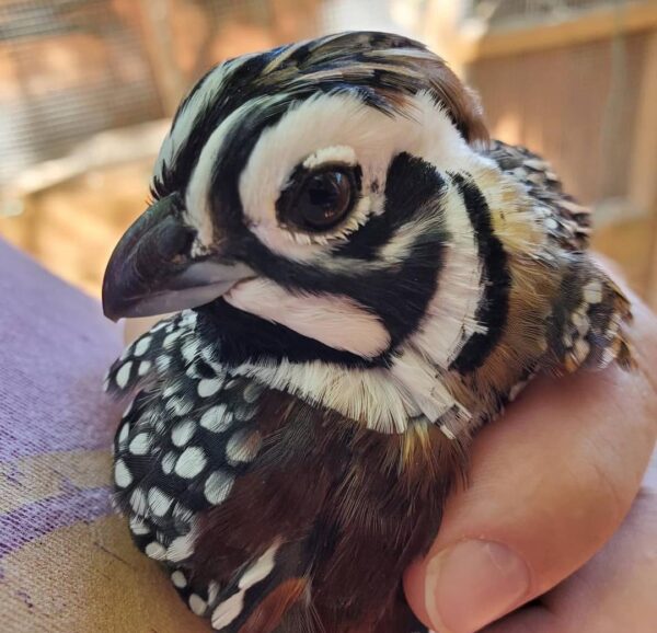 Quail Chicks - Image 2