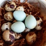 quail eggs for sale