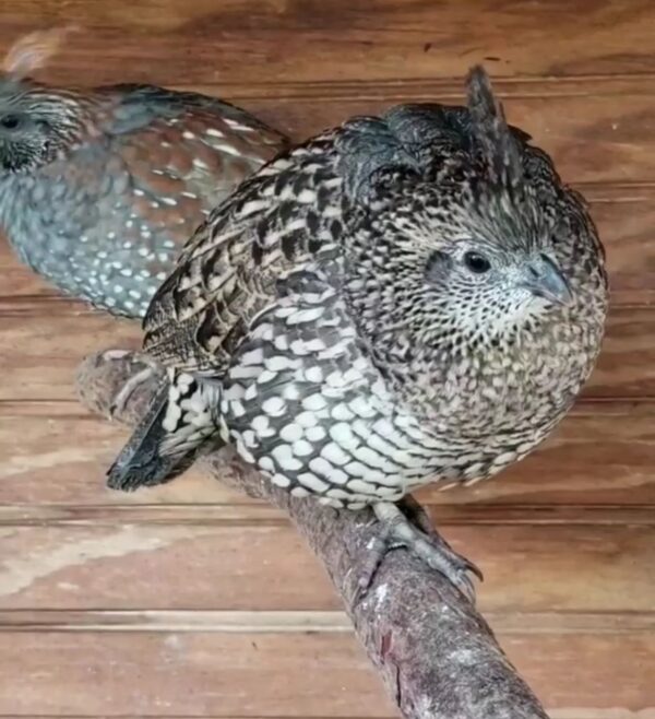 Quail Chicks - Image 5