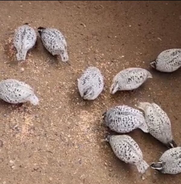 Snowflake bobwhites