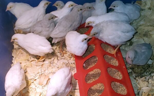 Quail Chicks - Image 9