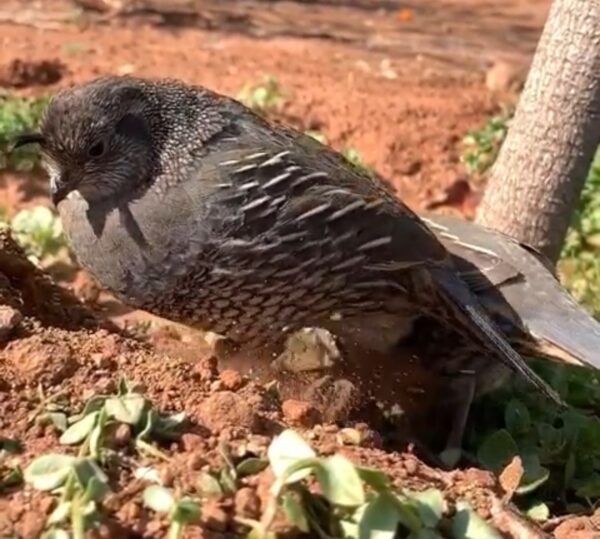 Quail Chicks - Image 7