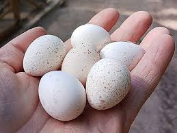 Quail Eggs