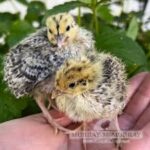 Quail Chicks and Eggs